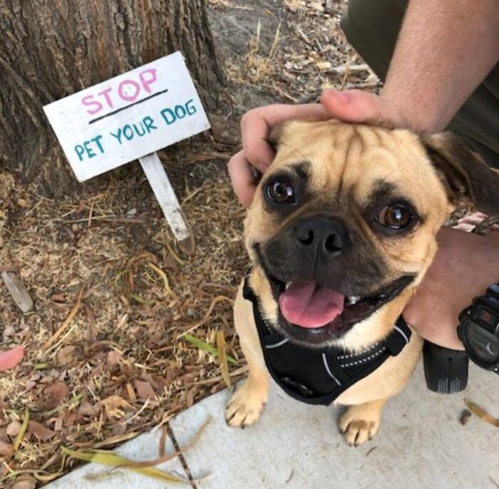43 Animals So Happy, It Might Paint A Smile On Your Face