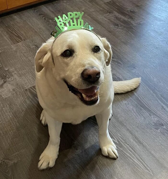 43 Animals So Happy, It Might Paint A Smile On Your Face