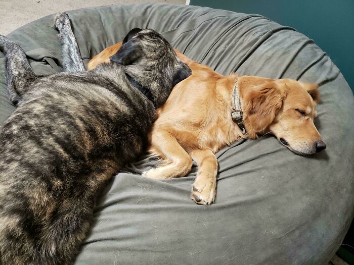 43 Animals So Happy, It Might Paint A Smile On Your Face