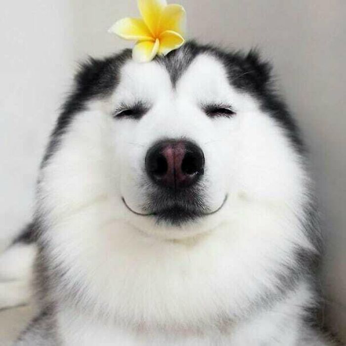 43 Animals So Happy, It Might Paint A Smile On Your Face