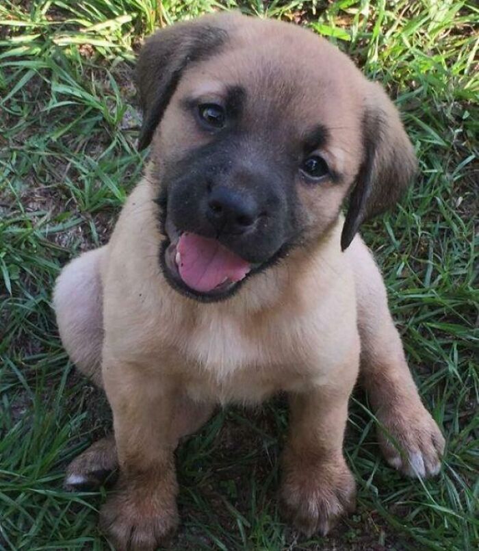 43 Animals So Happy, It Might Paint A Smile On Your Face