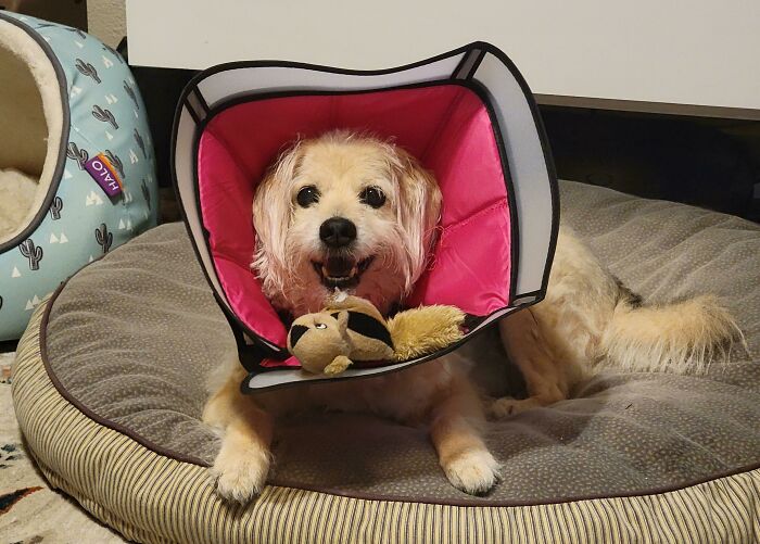 43 Animals So Happy, It Might Paint A Smile On Your Face