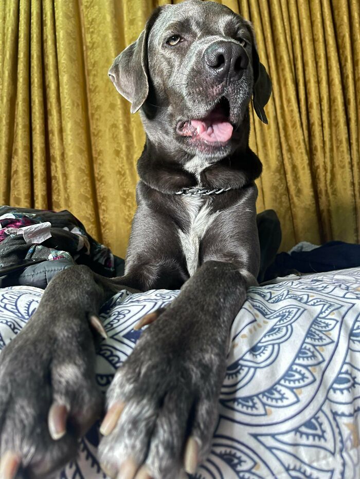 43 Animals So Happy, It Might Paint A Smile On Your Face