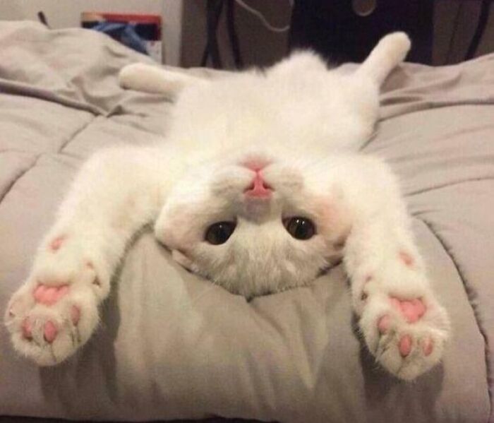 43 Animals So Happy, It Might Paint A Smile On Your Face
