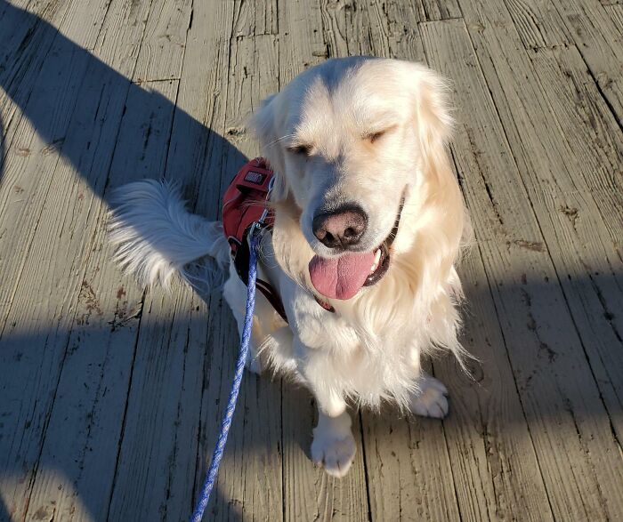 43 Animals So Happy, It Might Paint A Smile On Your Face