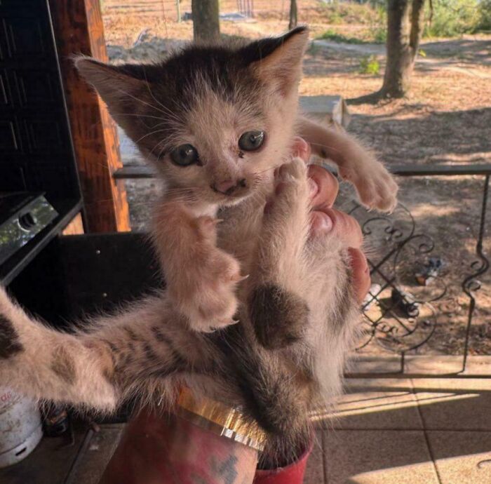 43 Animals So Happy, It Might Paint A Smile On Your Face