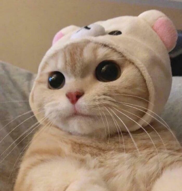 43 Animals So Happy, It Might Paint A Smile On Your Face