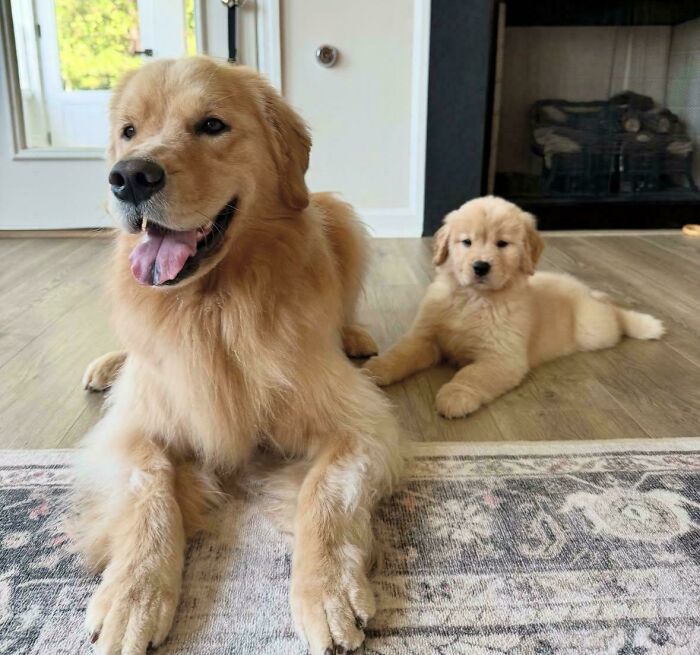 43 Animals So Happy, It Might Paint A Smile On Your Face
