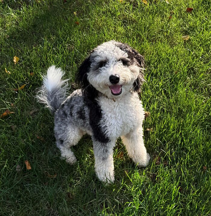 43 Animals So Happy, It Might Paint A Smile On Your Face