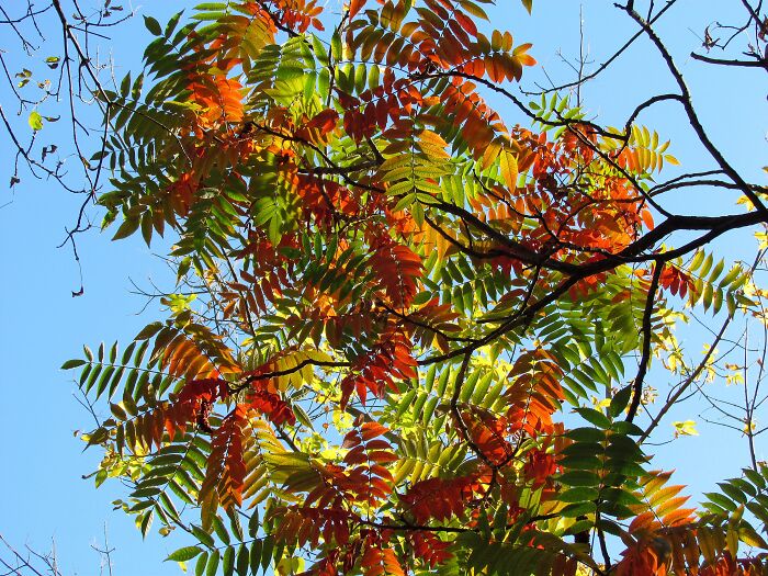 Hey Pandas, Share A Photo Of Autumn Leaves In Your Area
