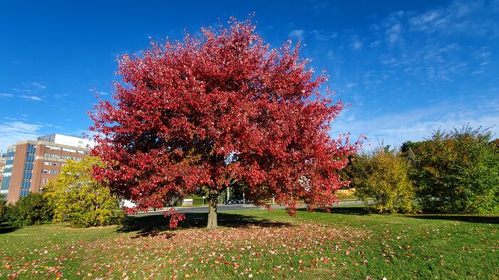 Hey Pandas, Share A Photo Of Autumn Leaves In Your Area