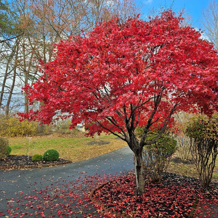 Hey Pandas, Share A Photo Of Autumn Leaves In Your Area