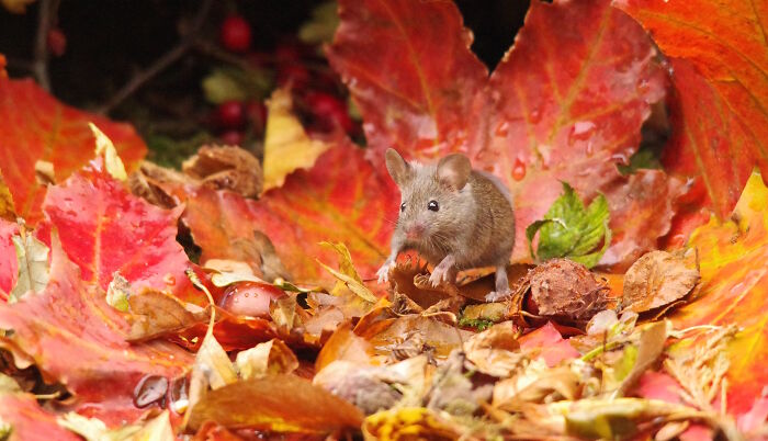 Hey Pandas, Share A Photo Of Autumn Leaves In Your Area