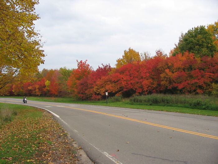 Hey Pandas, Share A Photo Of Autumn Leaves In Your Area