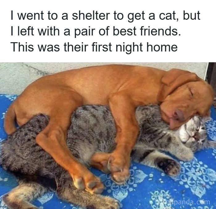 89 Funny And Adorable Animal Memes That Fight Sadness And Boredom With 100% Efficiency