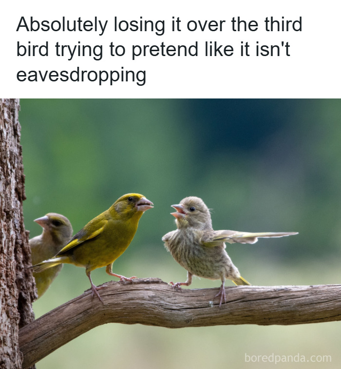 89 Funny And Adorable Animal Memes That Fight Sadness And Boredom With 100% Efficiency