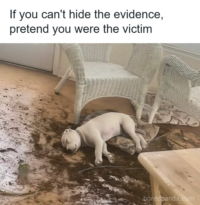 89 Funny And Adorable Animal Memes That Fight Sadness And Boredom With 100% Efficiency