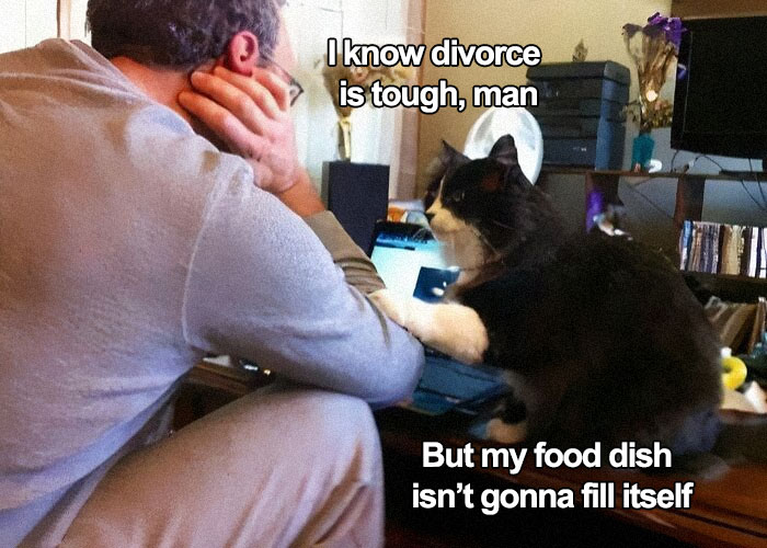 89 Funny And Adorable Animal Memes That Fight Sadness And Boredom With 100% Efficiency