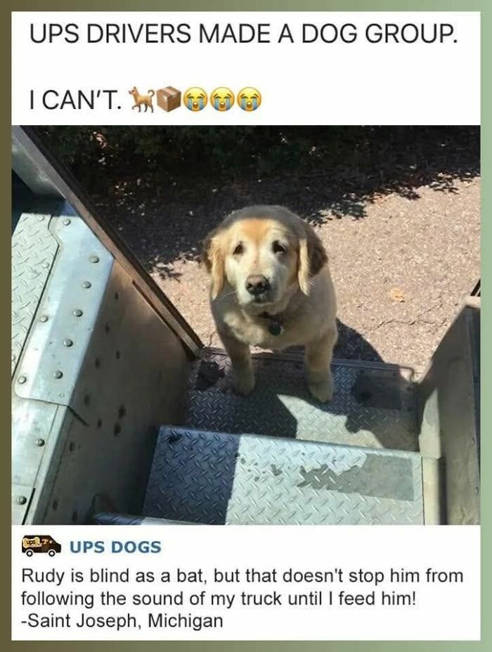 89 Funny And Adorable Animal Memes That Fight Sadness And Boredom With 100% Efficiency