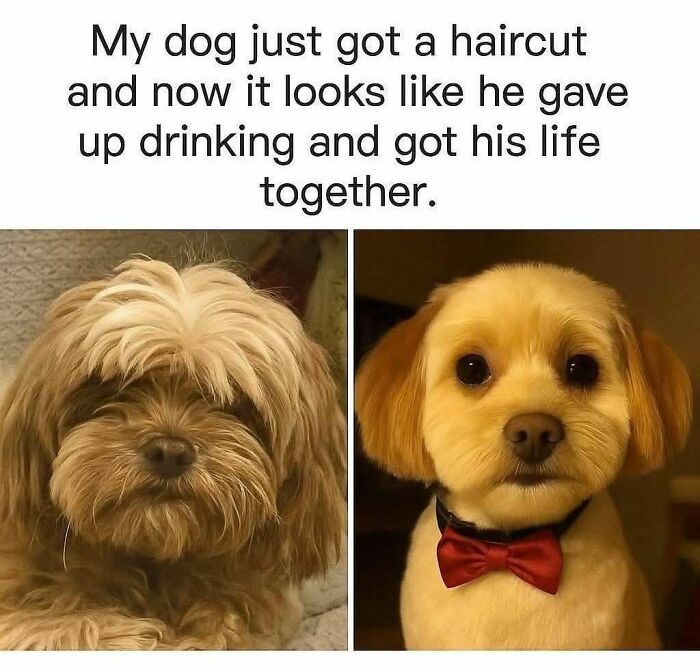 89 Funny And Adorable Animal Memes That Fight Sadness And Boredom With 100% Efficiency