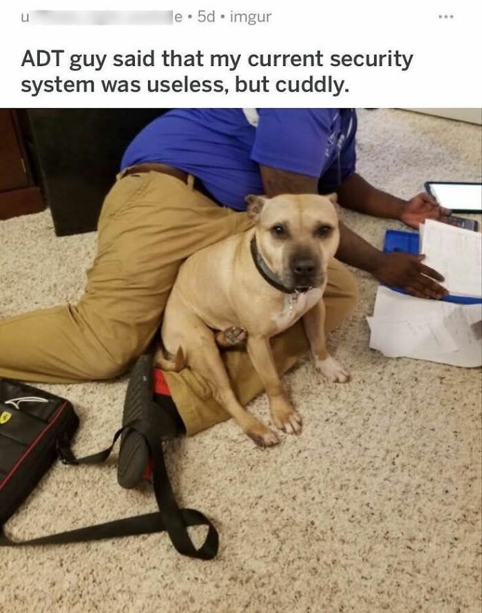 89 Funny And Adorable Animal Memes That Fight Sadness And Boredom With 100% Efficiency