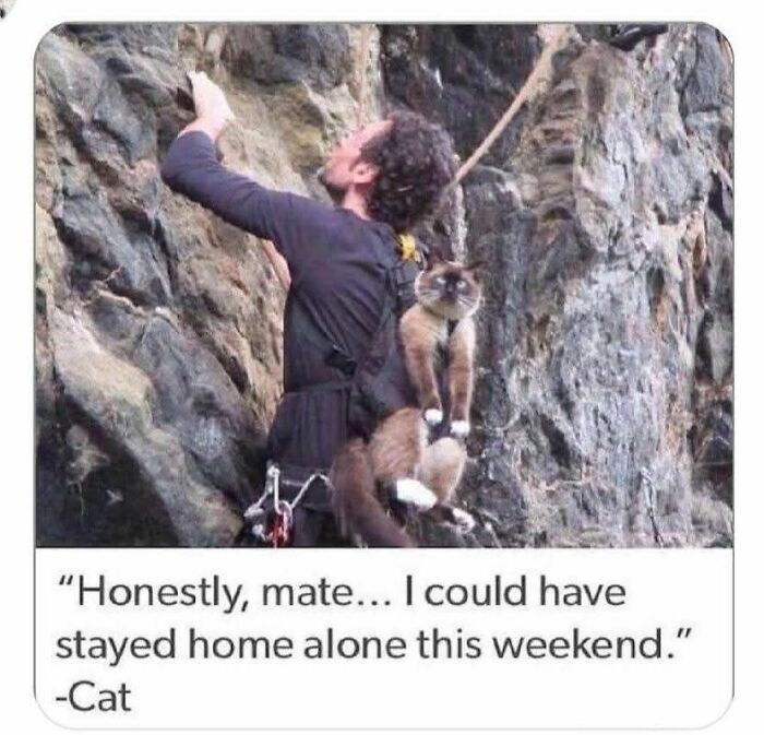 89 Funny And Adorable Animal Memes That Fight Sadness And Boredom With 100% Efficiency