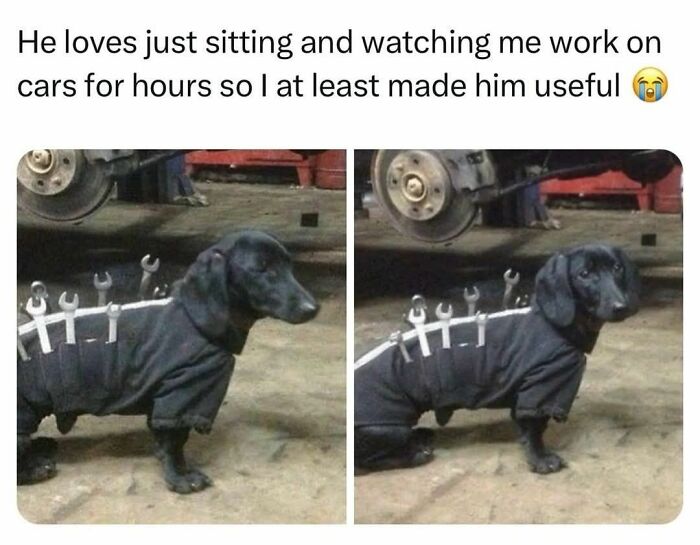 89 Funny And Adorable Animal Memes That Fight Sadness And Boredom With 100% Efficiency