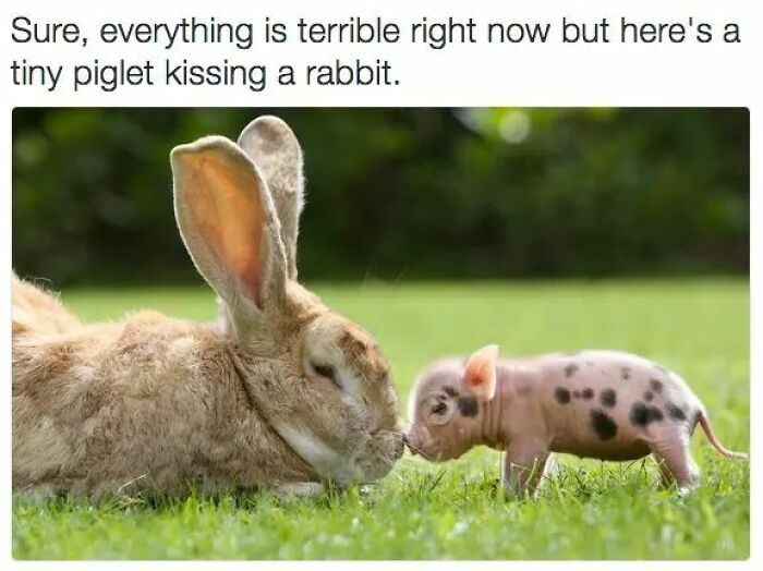 89 Funny And Adorable Animal Memes That Fight Sadness And Boredom With 100% Efficiency