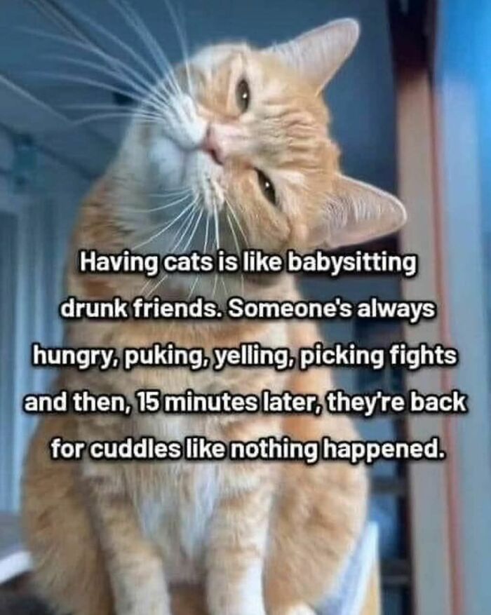 89 Funny And Adorable Animal Memes That Fight Sadness And Boredom With 100% Efficiency