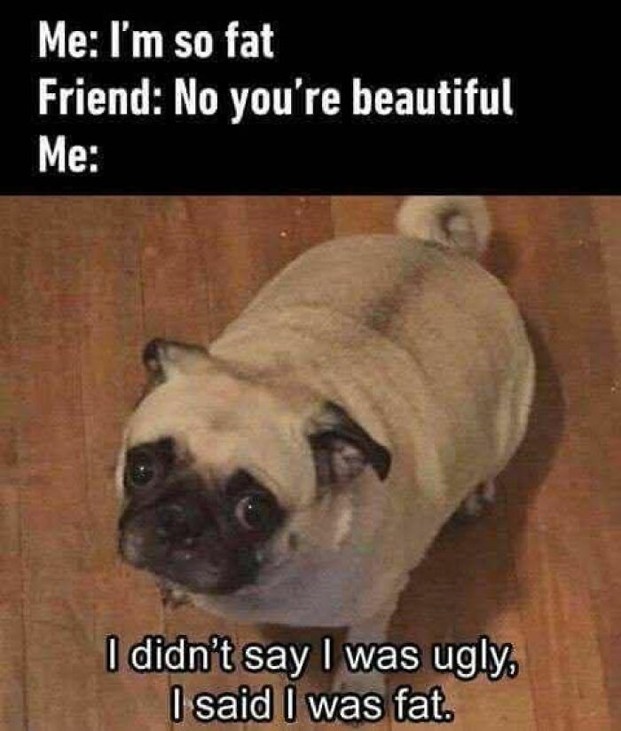 89 Funny And Adorable Animal Memes That Fight Sadness And Boredom With 100% Efficiency