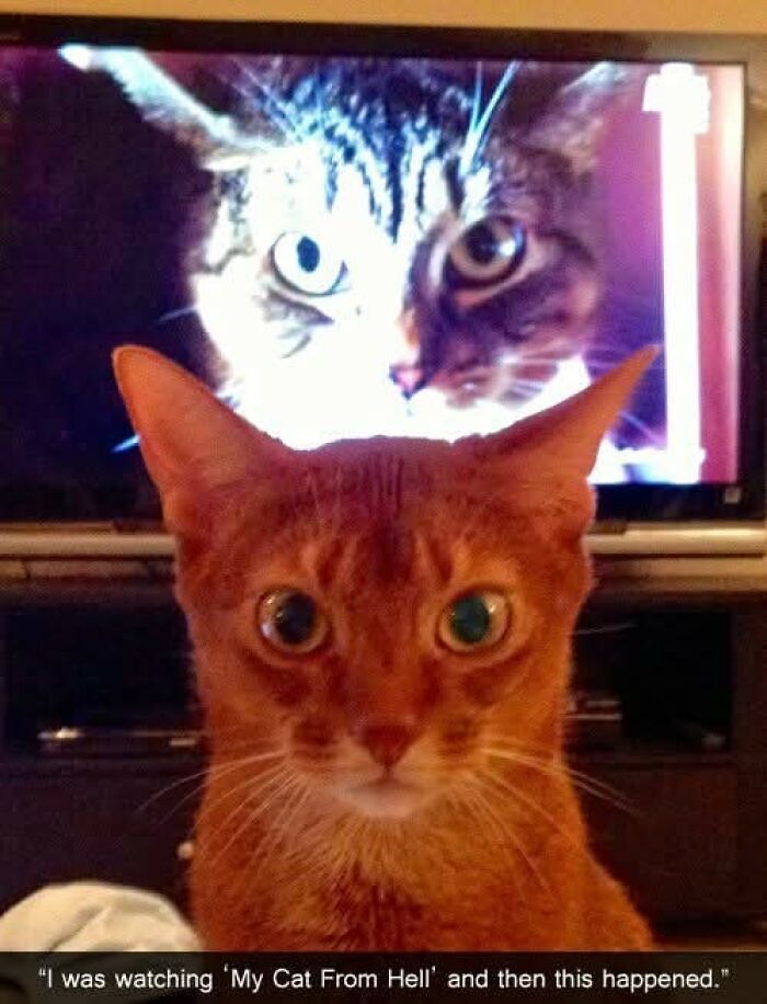 89 Funny And Adorable Animal Memes That Fight Sadness And Boredom With 100% Efficiency