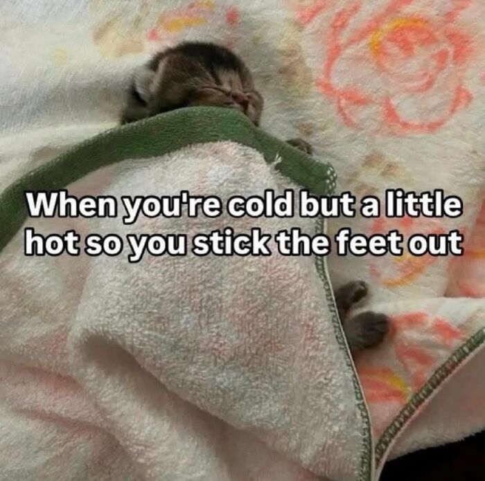 89 Funny And Adorable Animal Memes That Fight Sadness And Boredom With 100% Efficiency