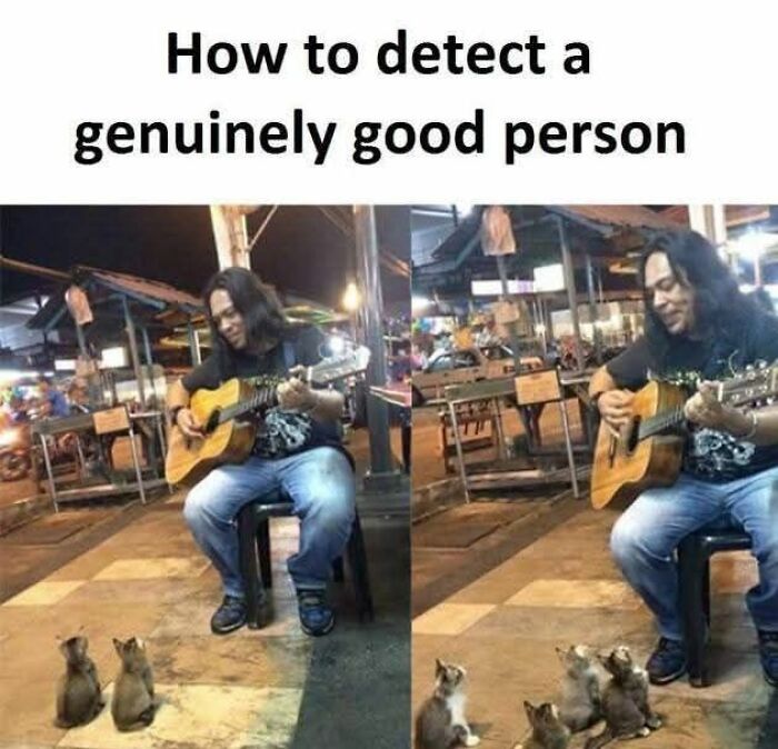 89 Funny And Adorable Animal Memes That Fight Sadness And Boredom With 100% Efficiency