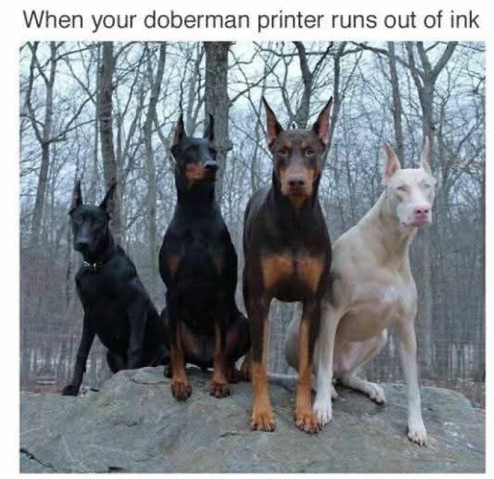 89 Funny And Adorable Animal Memes That Fight Sadness And Boredom With 100% Efficiency