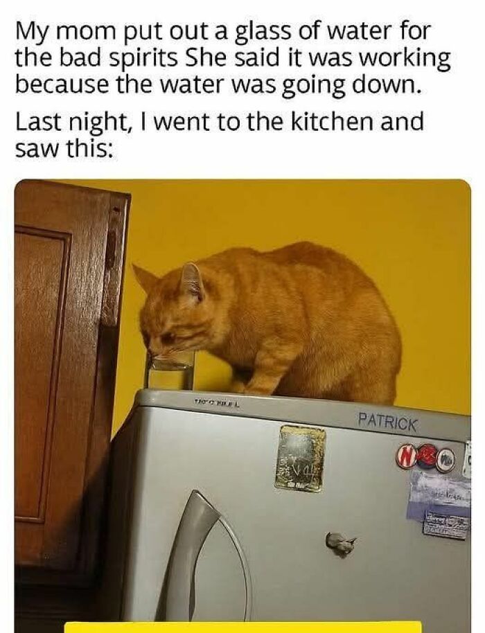 89 Funny And Adorable Animal Memes That Fight Sadness And Boredom With 100% Efficiency