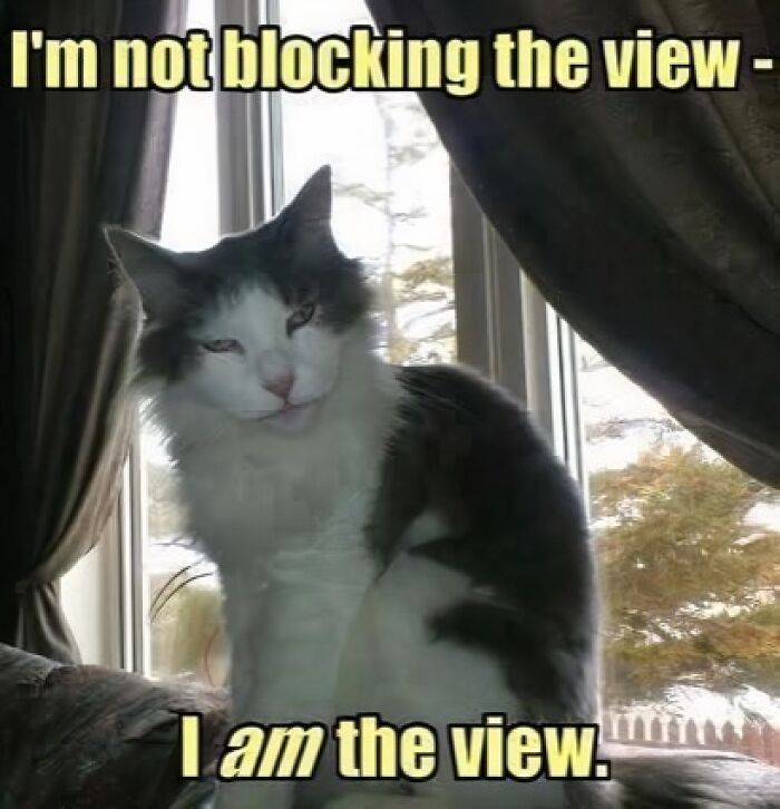 89 Funny And Adorable Animal Memes That Fight Sadness And Boredom With 100% Efficiency