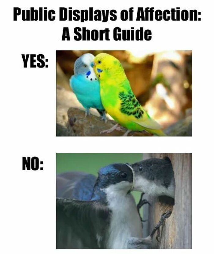 89 Funny And Adorable Animal Memes That Fight Sadness And Boredom With 100% Efficiency
