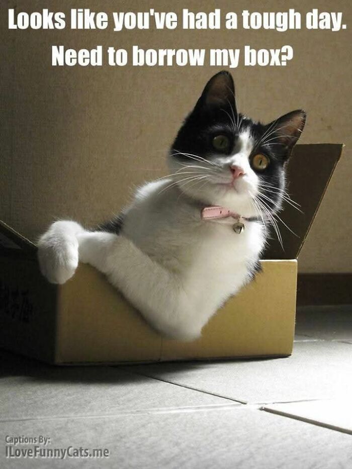89 Funny And Adorable Animal Memes That Fight Sadness And Boredom With 100% Efficiency