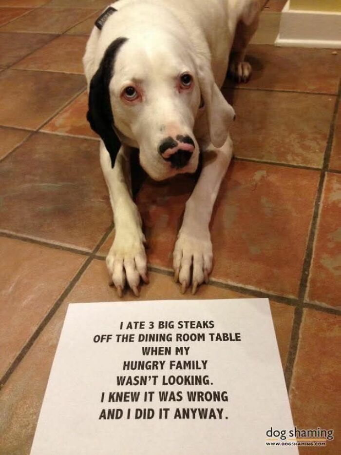 89 Funny And Adorable Animal Memes That Fight Sadness And Boredom With 100% Efficiency