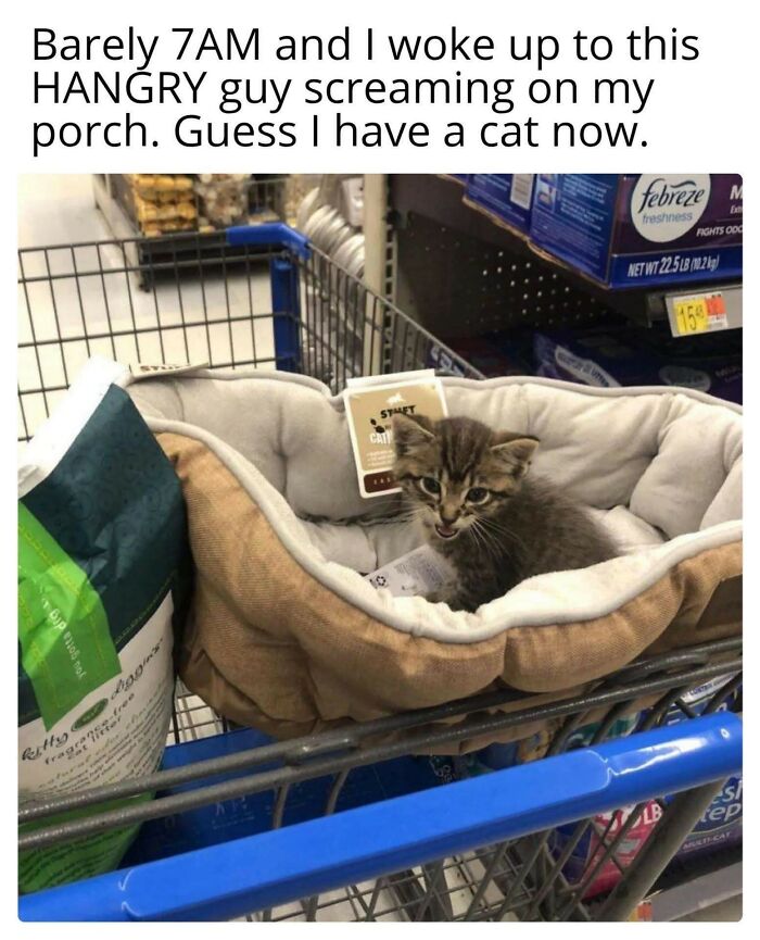 89 Funny And Adorable Animal Memes That Fight Sadness And Boredom With 100% Efficiency