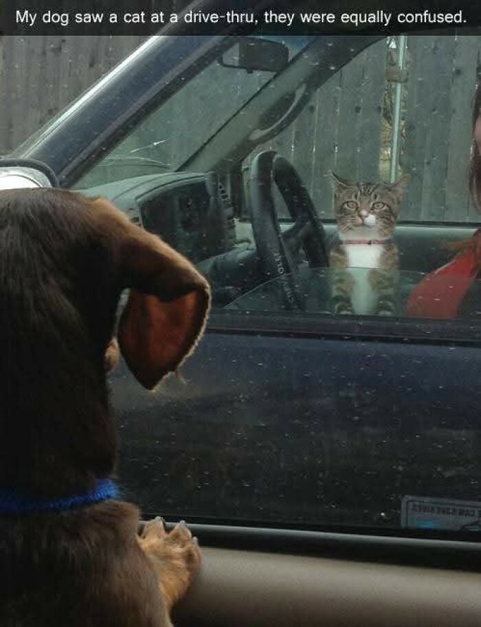 89 Funny And Adorable Animal Memes That Fight Sadness And Boredom With 100% Efficiency
