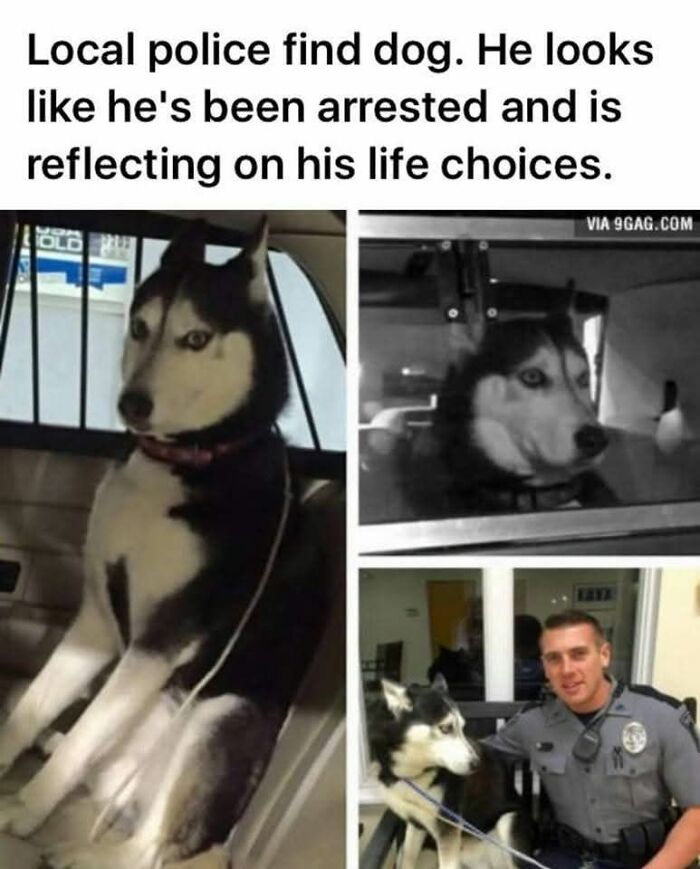 89 Funny And Adorable Animal Memes That Fight Sadness And Boredom With 100% Efficiency
