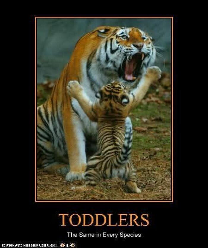 89 Funny And Adorable Animal Memes That Fight Sadness And Boredom With 100% Efficiency