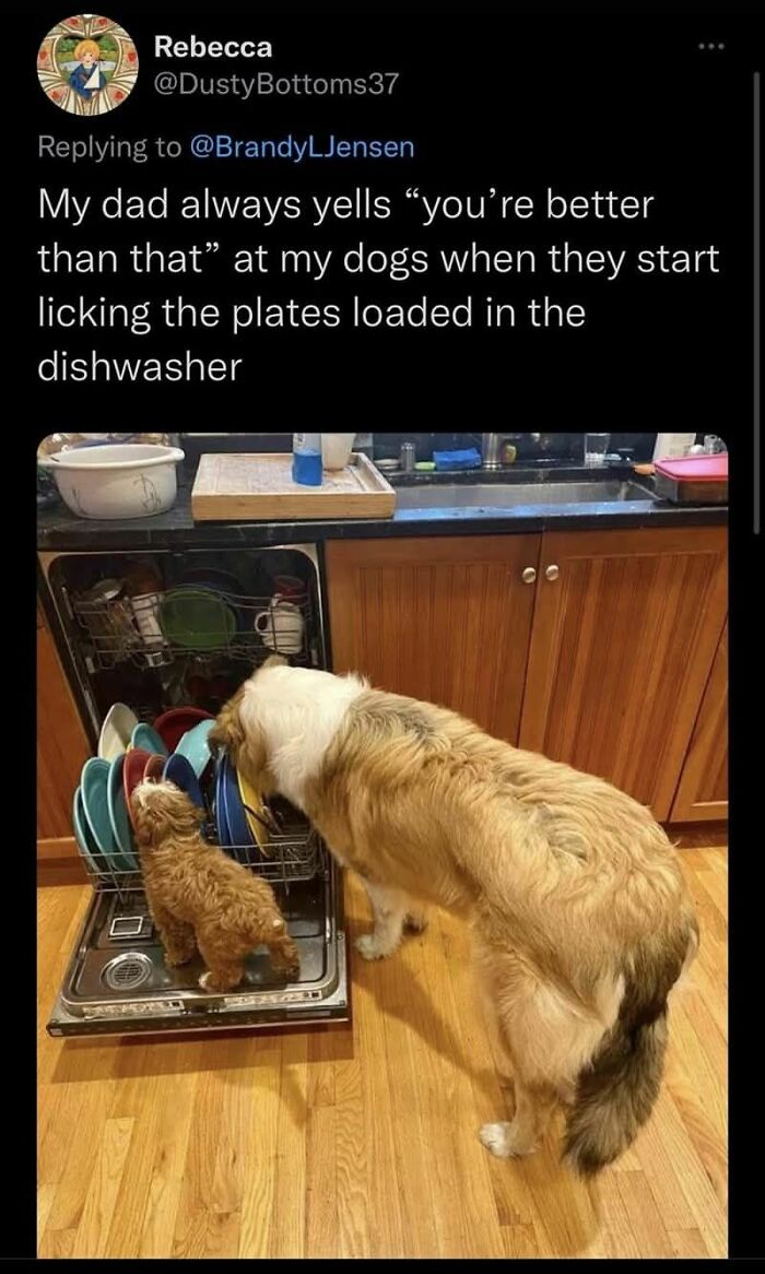 89 Funny And Adorable Animal Memes That Fight Sadness And Boredom With 100% Efficiency