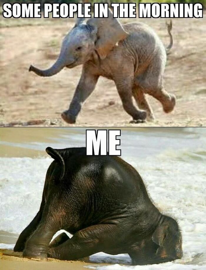 89 Funny And Adorable Animal Memes That Fight Sadness And Boredom With 100% Efficiency