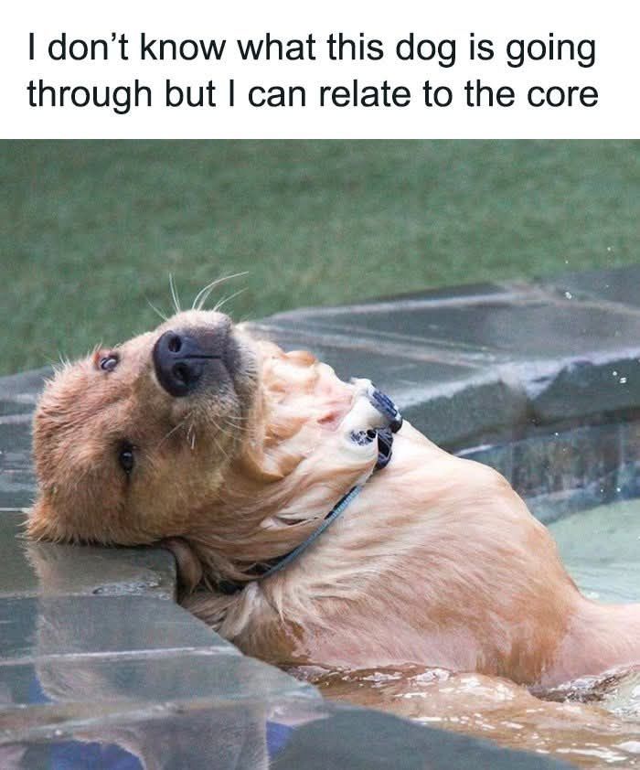 89 Funny And Adorable Animal Memes That Fight Sadness And Boredom With 100% Efficiency
