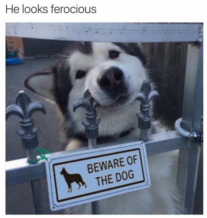 89 Funny And Adorable Animal Memes That Fight Sadness And Boredom With 100% Efficiency