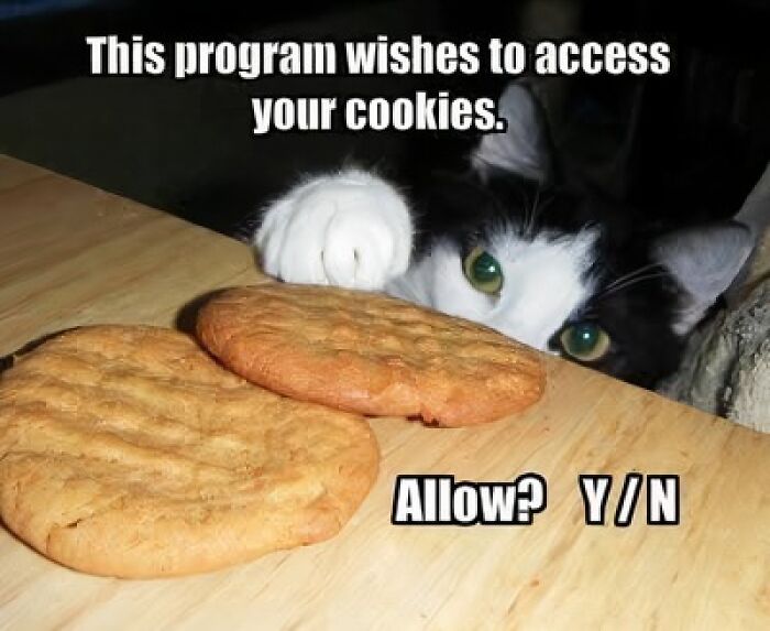 89 Funny And Adorable Animal Memes That Fight Sadness And Boredom With 100% Efficiency