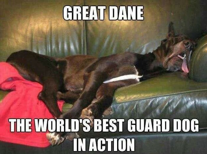 89 Funny And Adorable Animal Memes That Fight Sadness And Boredom With 100% Efficiency