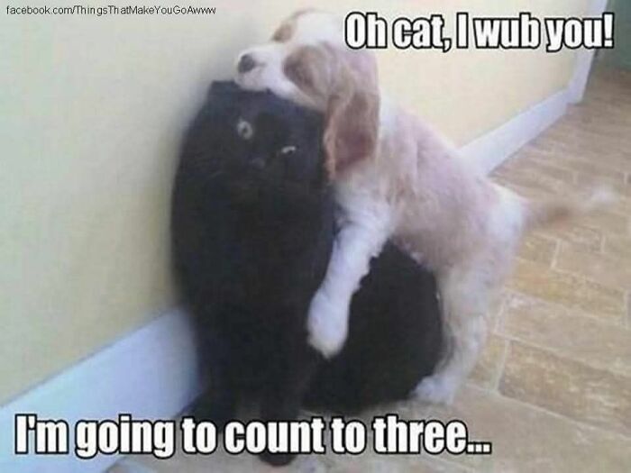 89 Funny And Adorable Animal Memes That Fight Sadness And Boredom With 100% Efficiency